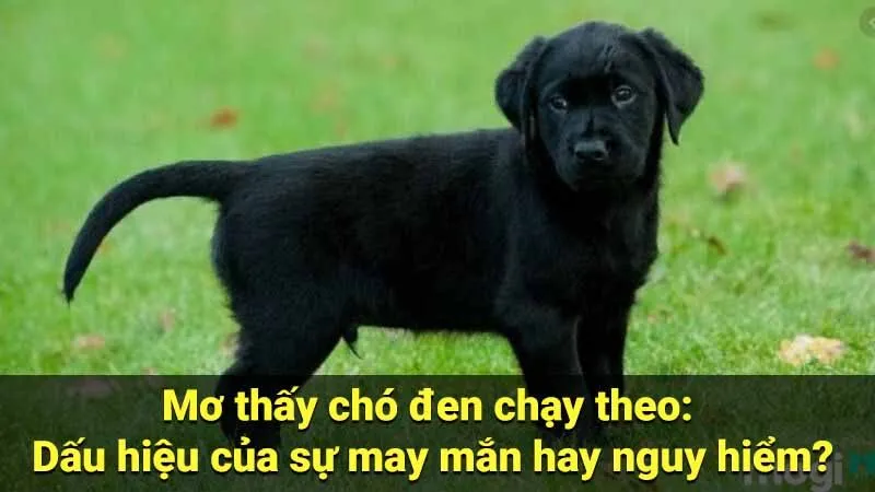 Mơ thấy chó đen chạy theo: Dấu hiệu của sự may mắn hay nguy hiểm?