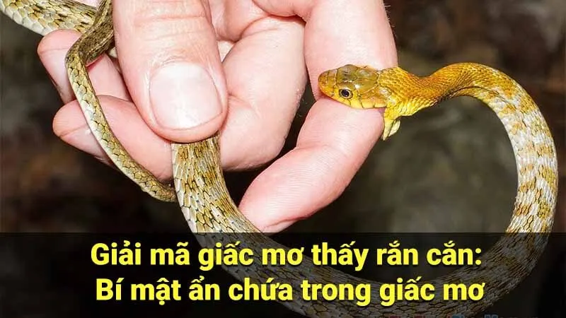 Giải mã giấc mơ thấy rắn cắn: Bí mật ẩn chứa trong giấc mơ